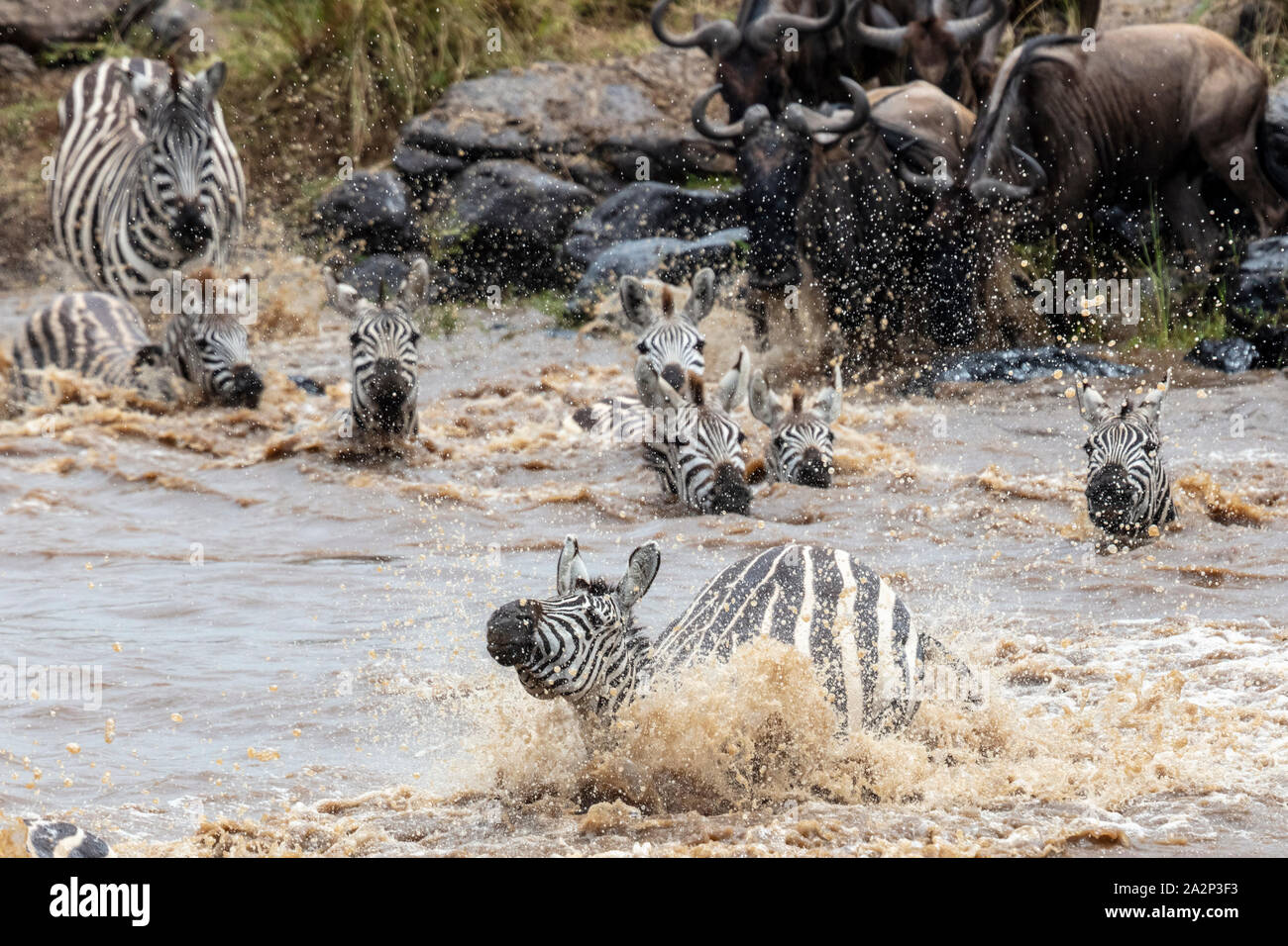 Zebre e Wildebeests Attraversamento fiume Mara durante la migrazione annuale, il Masai Mara, Kenya Foto Stock