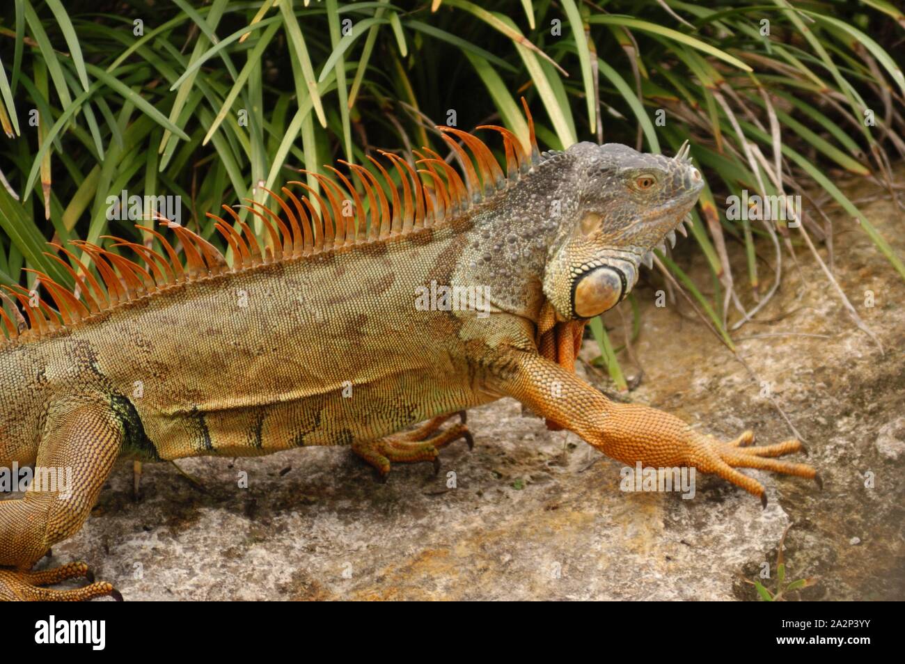 Verde (iguana Iguana iguana) Foto Stock