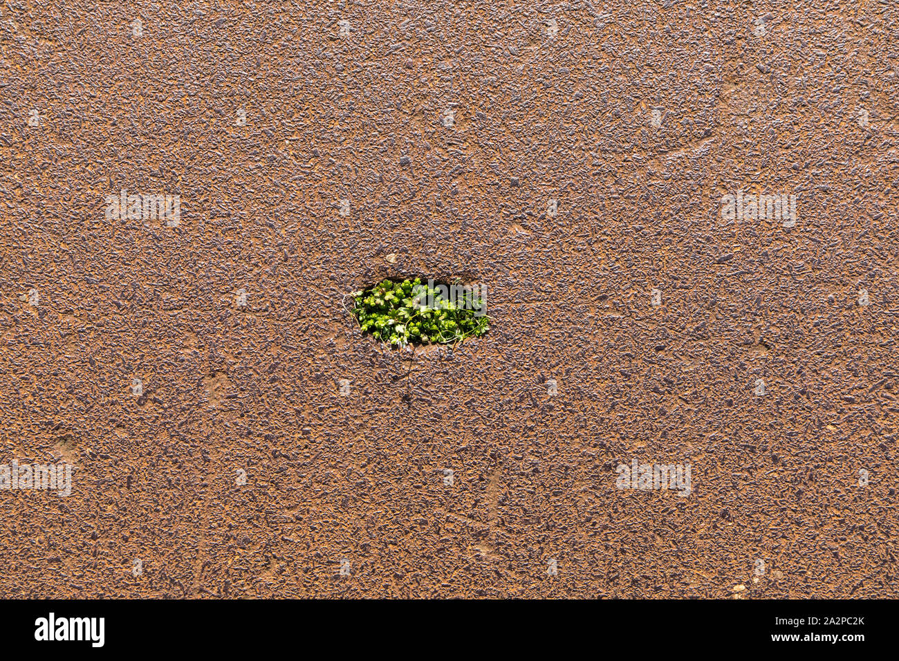 Rusty ghisa piastra, in un'area industriale con una depressione, vi ha accumulato nel suolo e semi di piante, nella primavera erba e piccole piante verdi gr Foto Stock