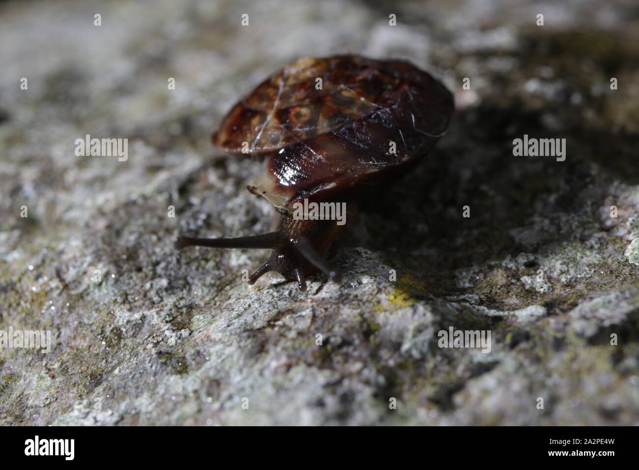 Lumaca lapidaria su un muro di pietra Foto Stock