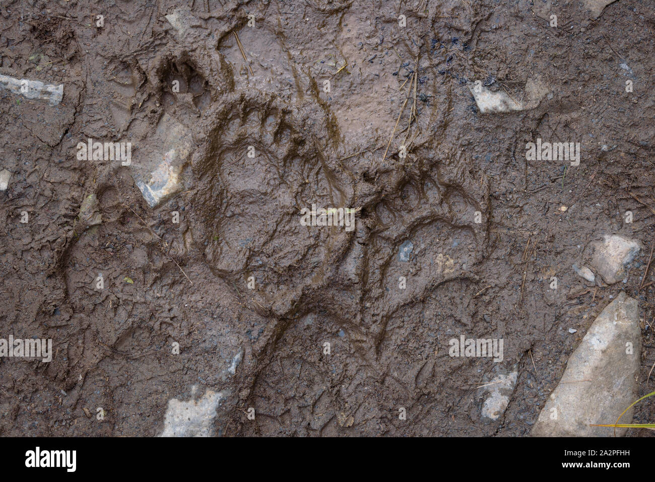 Fresh black bear impronta in fango sul sentiero escursionistico, Exit Glacier, il Parco nazionale di Kenai Fjords, Seward, Alaska, Stati Uniti Foto Stock