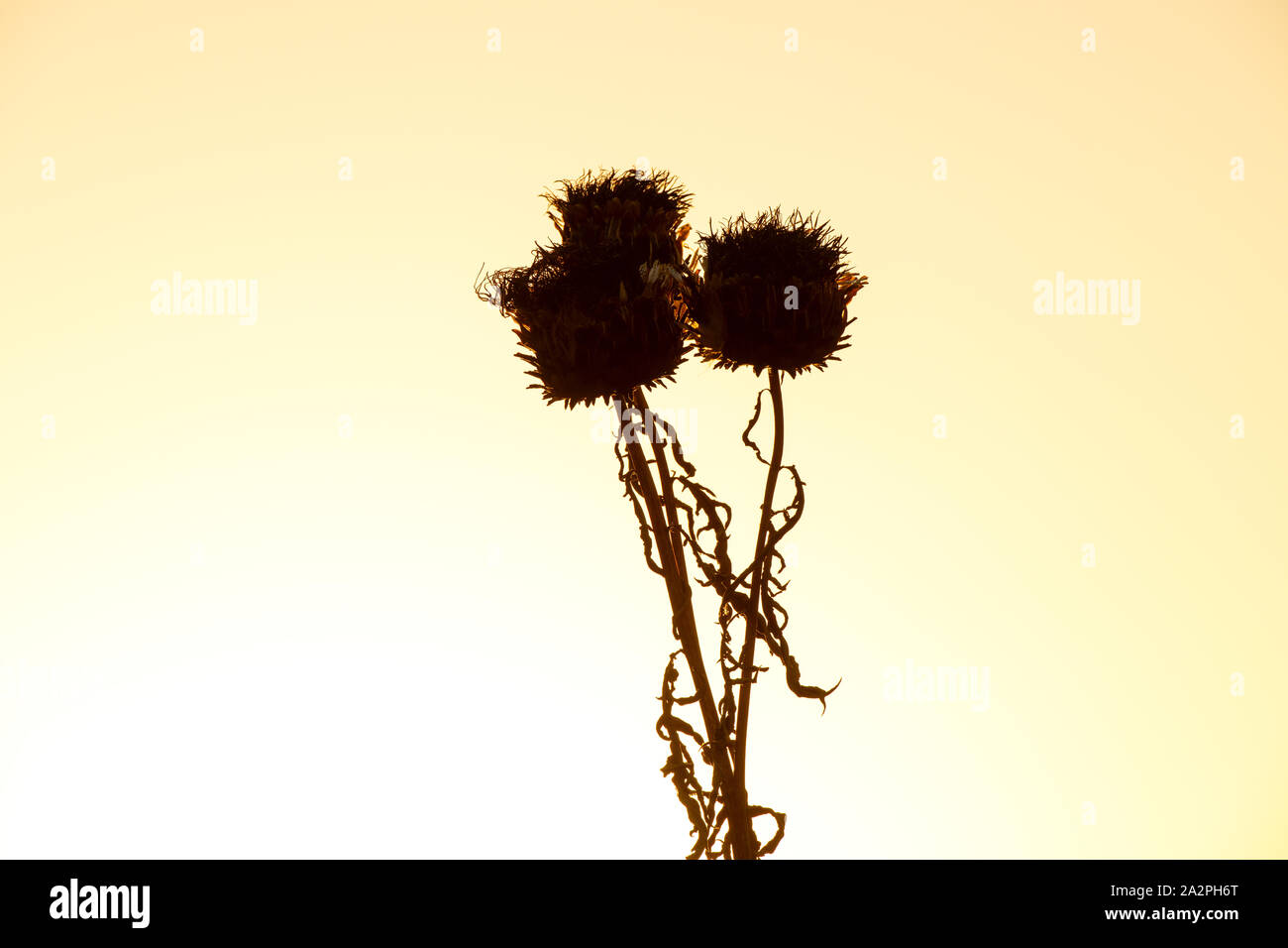 Cynara cardunculus. Trascorso di carciofi cardo / flowerheads andato a seme nella tarda sera di settembre la luce del sole. Silhouette. Regno Unito Foto Stock