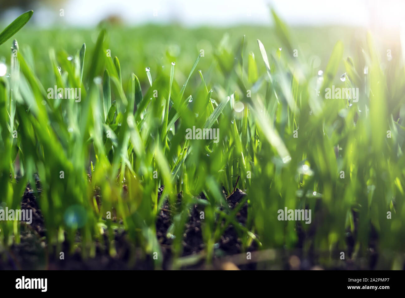 Giovani germogli di grano in crescita in un terreno. Agricoltura e tema di agronomia. Alimenti biologici produrre sul campo. Sfondo naturale. Foto Stock