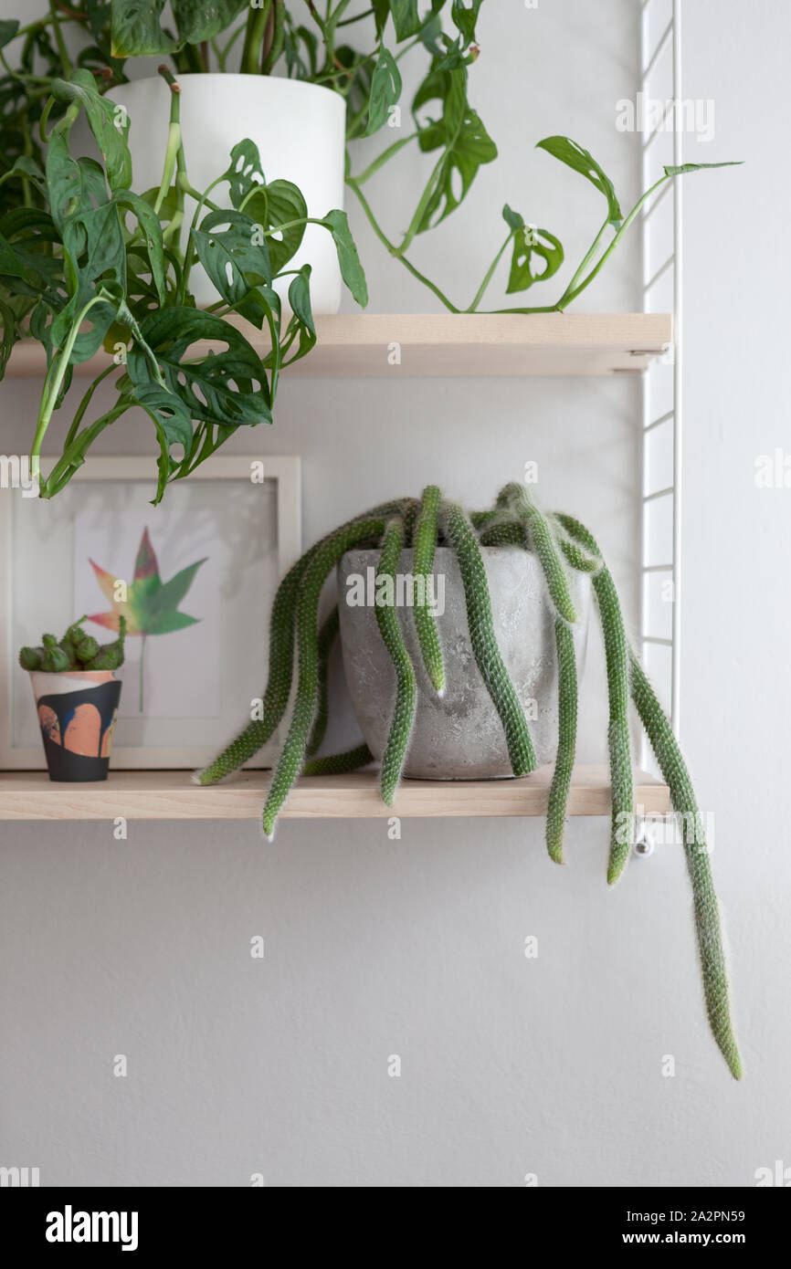 Varie houseplants su scaffalature in una moderna sala. Foto Stock