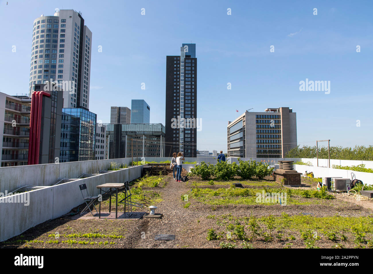 Schieblock, un ex edificio per uffici nel centro di Rotterdam, Paesi Bassi, è ora utilizzato da molte aziende innovative, start-ups, co-spazi di lavoro, tetto Foto Stock