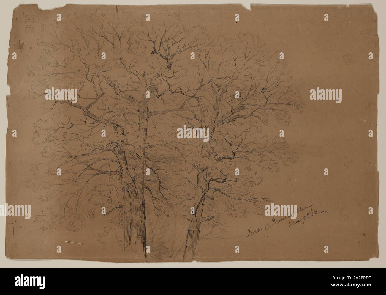 John W. Casilear, Americano, 1811-1893, foresta di Fontainebleau, Giugno 9th, 1858, 1858, Grafite su carta, Foglio (irreg.): 9 7/8 × 14 7/16 pollici (25,1 × 36,7 cm Foto Stock
