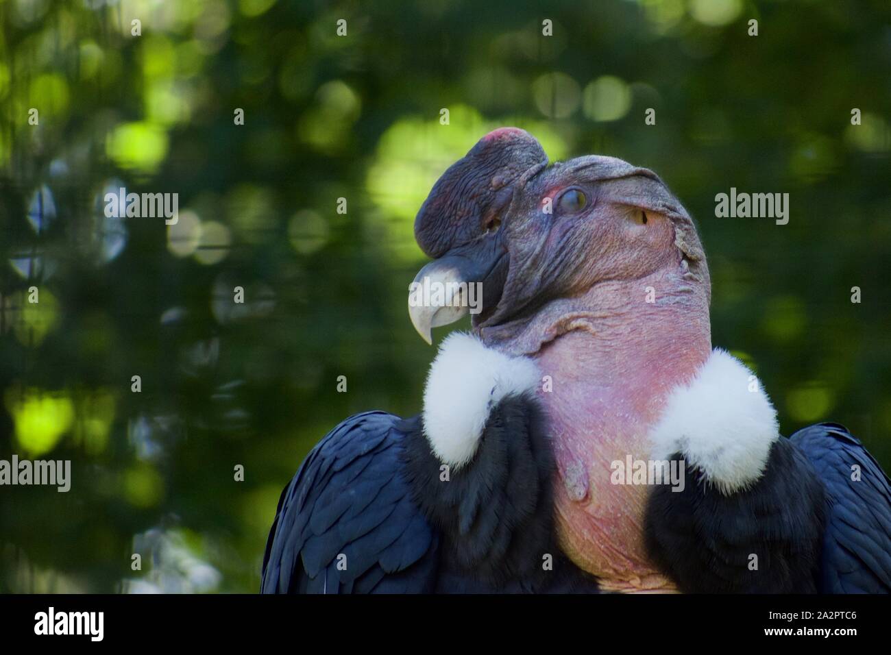 Maschio di condor andino fino in prossimità della testa e spalle contro uno sfondo verde. Foto Stock