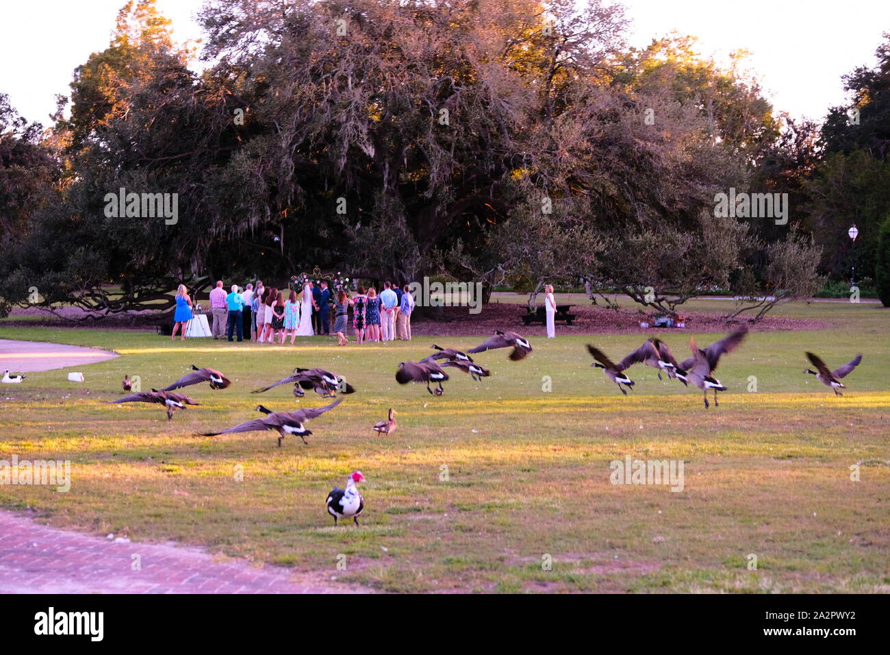 Festa di nozze sotto la grande quercia vecchia con oche canadesi sollevare come cerimonia di matrimonio avviene Foto Stock