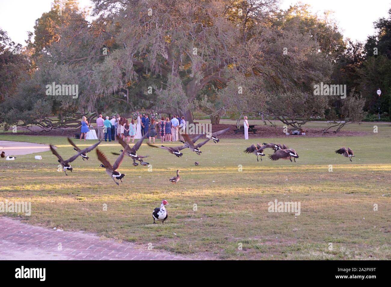 Festa di nozze sotto la grande quercia vecchia con oche canadesi sollevare come cerimonia di matrimonio avviene Foto Stock
