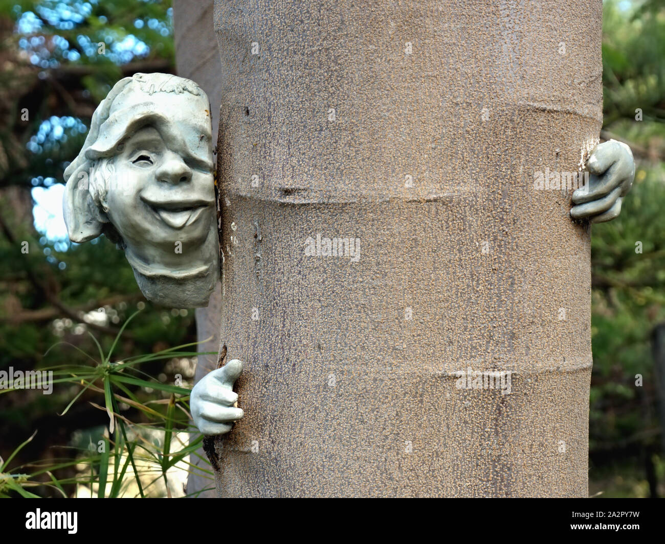 Una faccia di pietra su un tronco di albero, con una mano sulla destra, l'altra mano sul lato sinistro del tronco di un albero del dado, in close-up Foto Stock