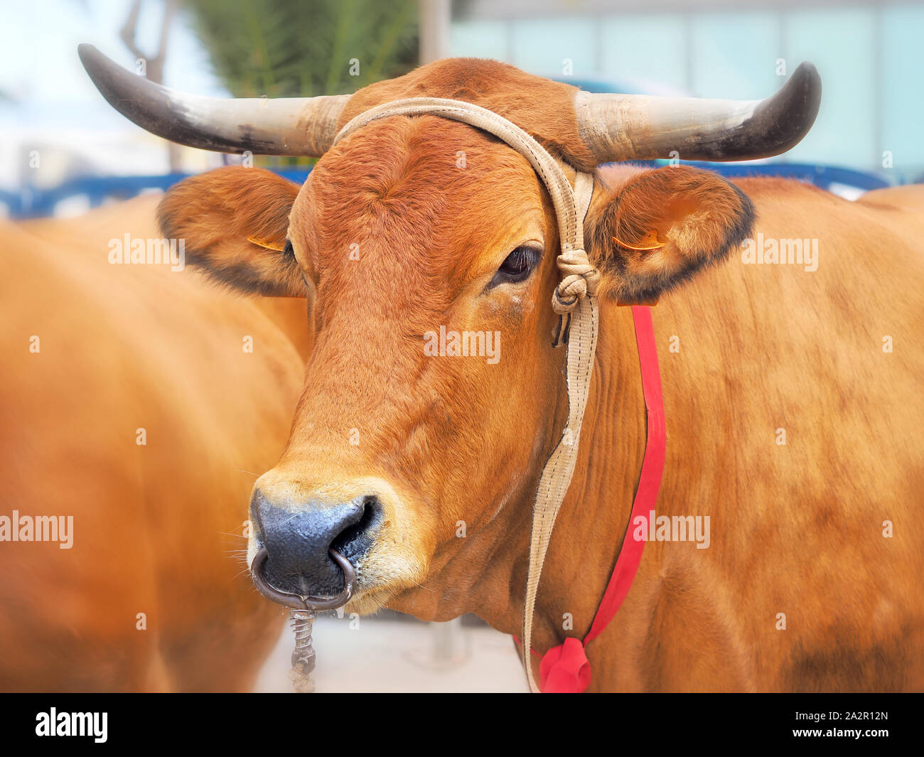 Un marrone bull con corna . Per le corna è legata una corda rossa e nel naso ha un anello a cui una catena è attaccata. Il Toro è sulla strada durante Foto Stock