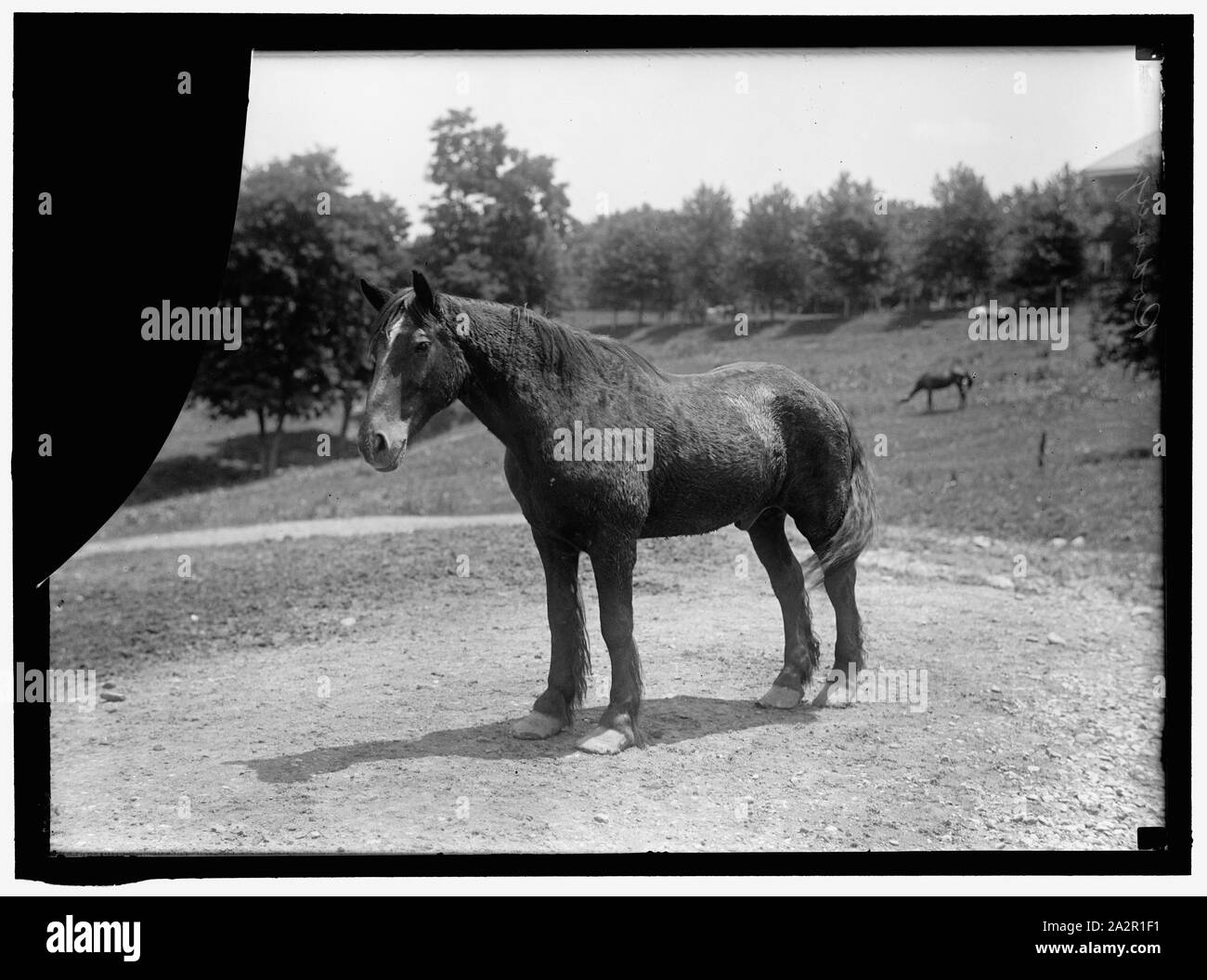 RODNEY, esercito cavallo nella guerra di Cuba. Ritiratosi A FORT MYER Foto Stock