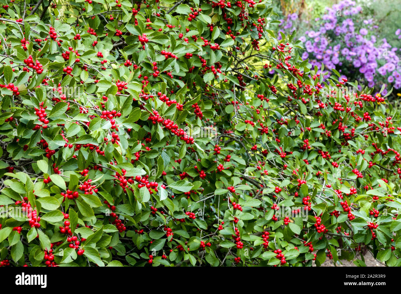 Winterberry Holly Ilex verticillata " Red Sprite' bacche su un arbusto Foto Stock