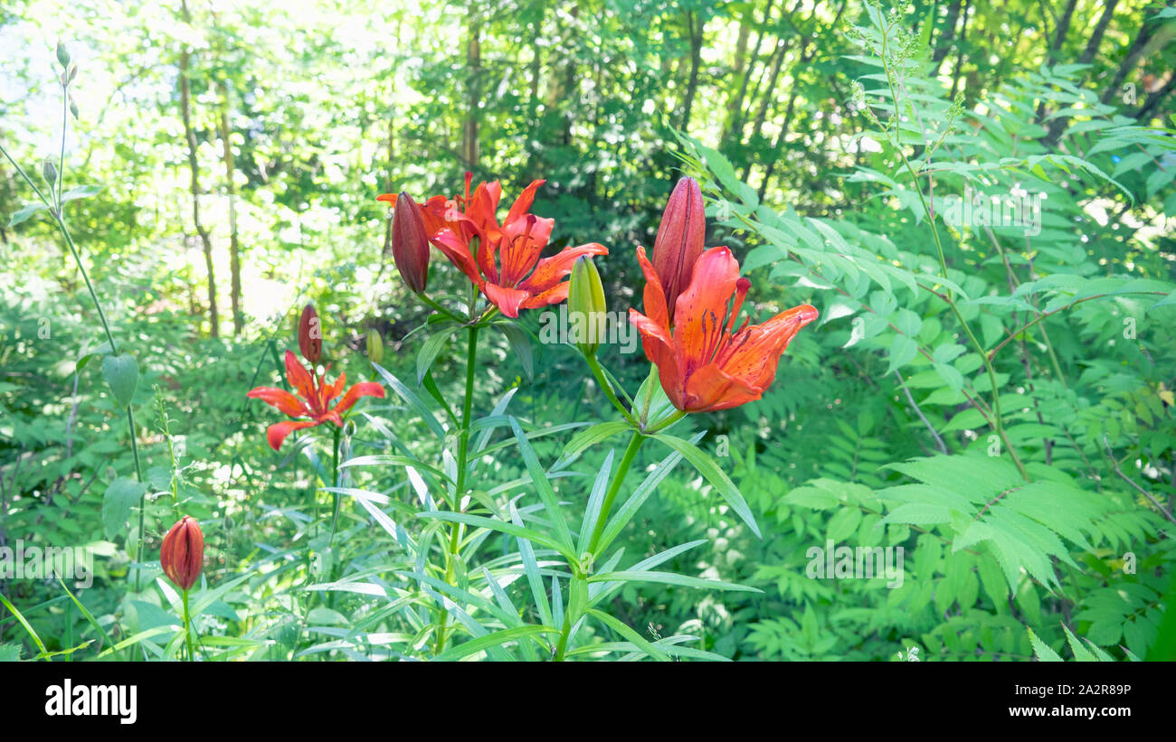 Fiori Selvatici sul sito dell'ex fattoria insediamenti dei finlandesi. Questi gigli sono stati piantati sulla riva del lago Ladoga per più di cinquant anni fa Foto Stock