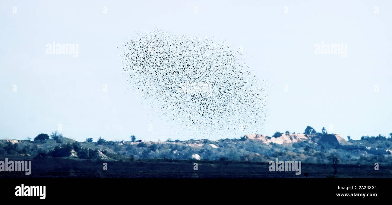 Uno stormo di uccelli di forma rotonda come una nuvola, come uno sciame di mosche di danza. Per gli storni volare al luogo di svernamento Foto Stock