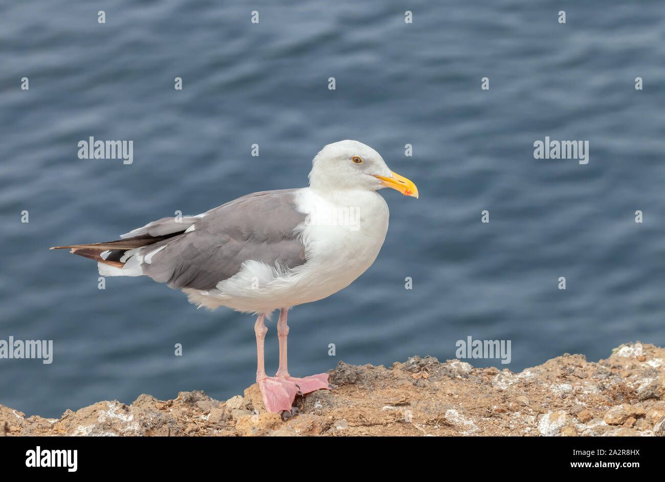 Gabbiano occidentale (Larus occidentalis), Channel Island National Park, California, Stati Uniti d'America. Foto Stock