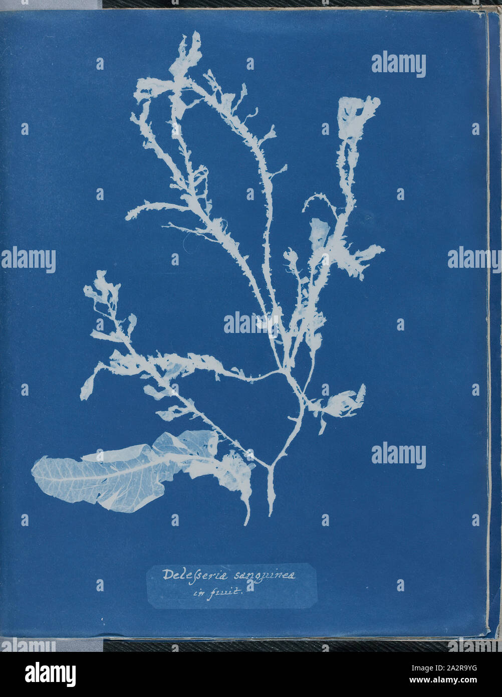 Anna Atkins, Inglese, 1797-1871, Delesseria sanguinea nella frutta, 1843 o 1844, cyanotype, pagina: 10 3/8 × 8 1/8 pollici (26,4 × 20,6 cm Foto Stock