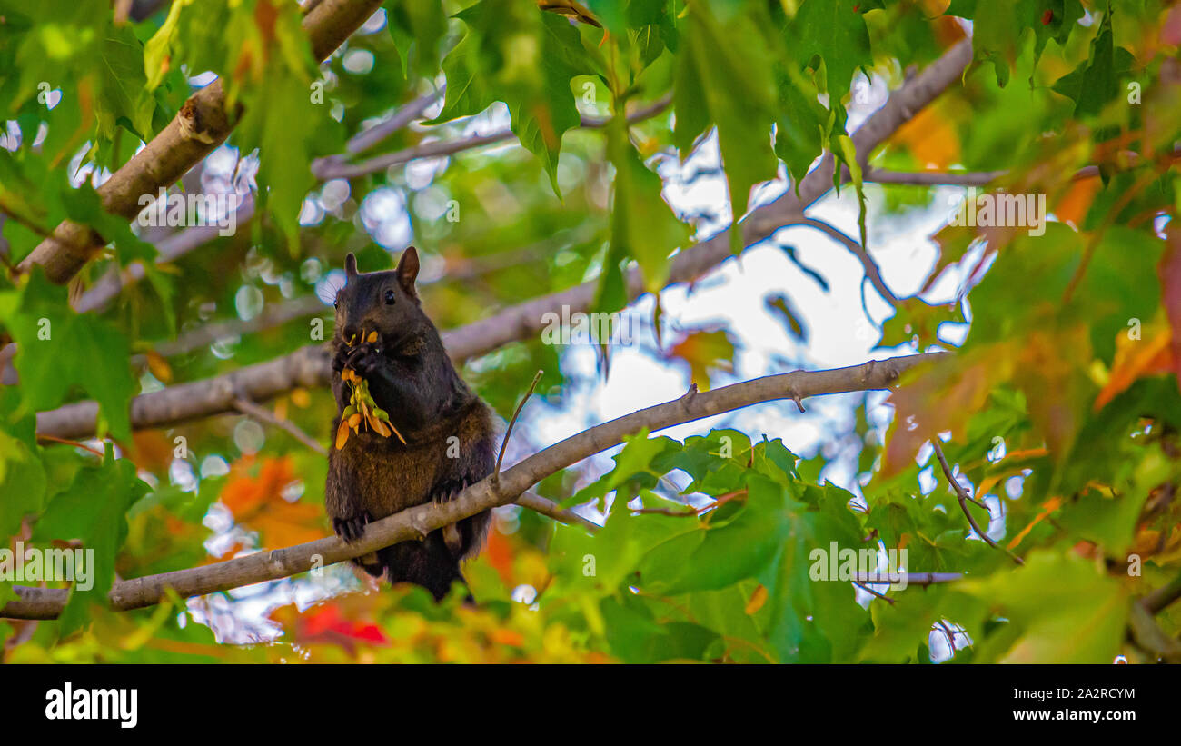 Un scoiattolo nero è posizionato verticalmente su un ramo di un albero di acero come nibbles sui suoi semi mantenendo gli stessi con le sue zampe. Foto Stock