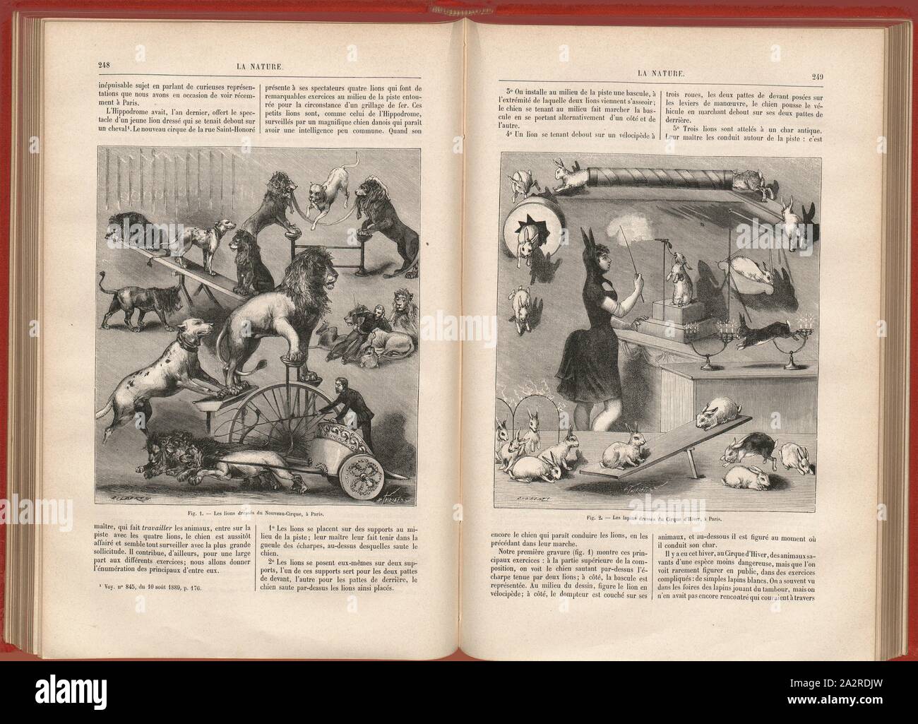 Un animale da circo, Fig. 1: Les lions dressés du Nouveau-Cirque, à Paris, Fig. 2: Les lapins dressés du Cirque d'Hiver, à Paris, firmato: Gilbert; H. Thiriat sc., Fig. 1-2, pagg. 248-249, Gilbert (fec.); Thiriat, H. (sc.), 1882, Science progrès découverte: revue publiée avec la partecipazione de la Société des Ingénieurs Civils de France. No. 10. Parigi: Dunod, 1882 Foto Stock