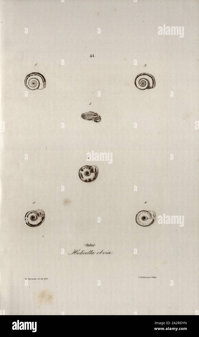 Helicella obvia Elica, specie di lumache, firmato: W. Hartmann annuncio nat., pinx, S. Bühlmeyer Sculps, 45, dopo p. 227, Hartmann, Wilhelm (ad. nat. pinx.); Bühlmeier, Salomon (sc.); Scheitlin & Zollikofer (ed.), 1844, Wilhelm Hartmann: Erd- und Süsswasser-Gasteropoden der Schweiz: mit Zugabe merkwürdigen einiger Arten exotischen. San Gallo: Verlag von Scheitlin und Zollikofer, 1844 Foto Stock