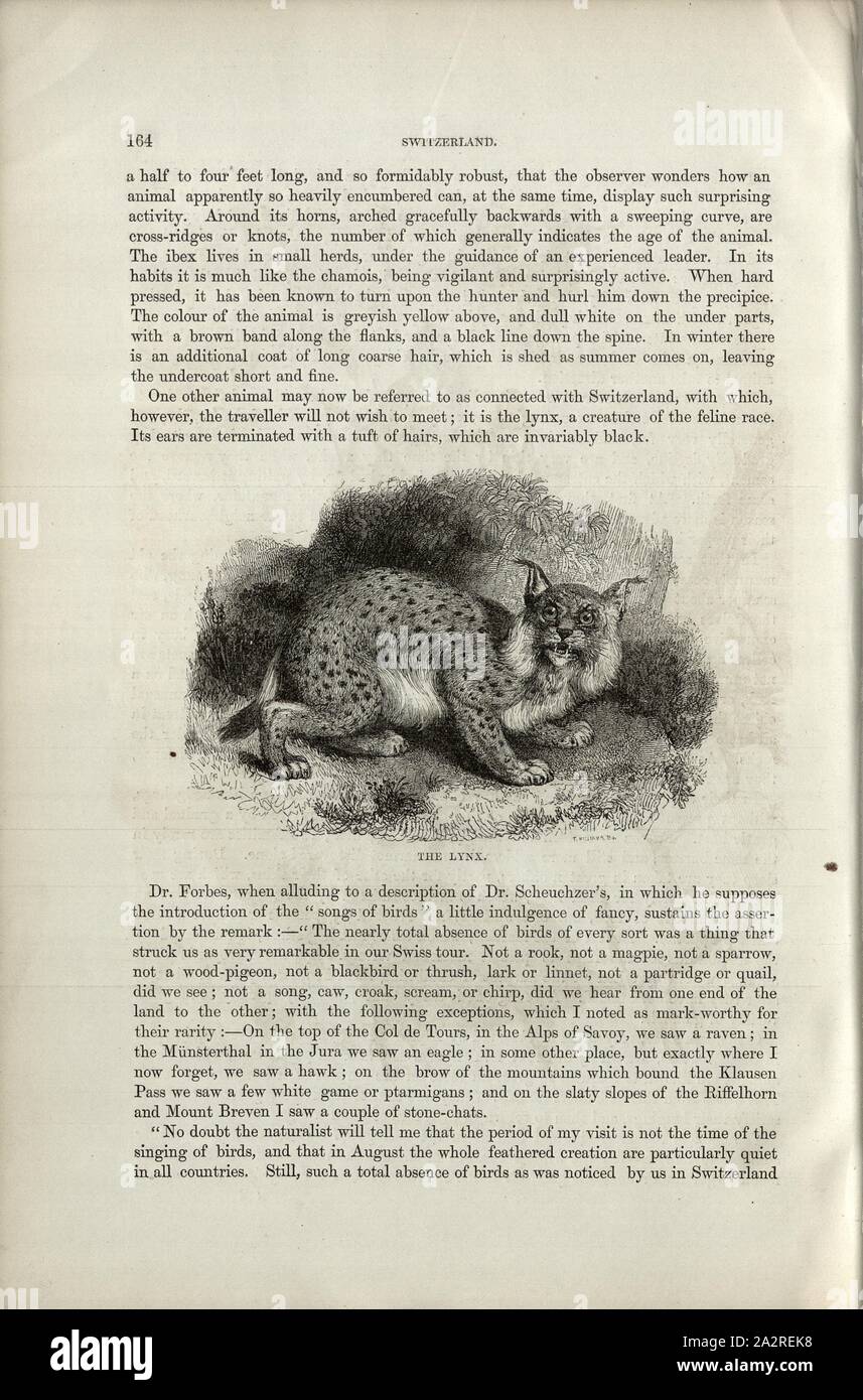 La lince, Lynx, p. 164, Williams, T. (sc.), Charles Williams, Alpi, Svizzera e nord Italia. Londra: Cassell, 1854 Foto Stock