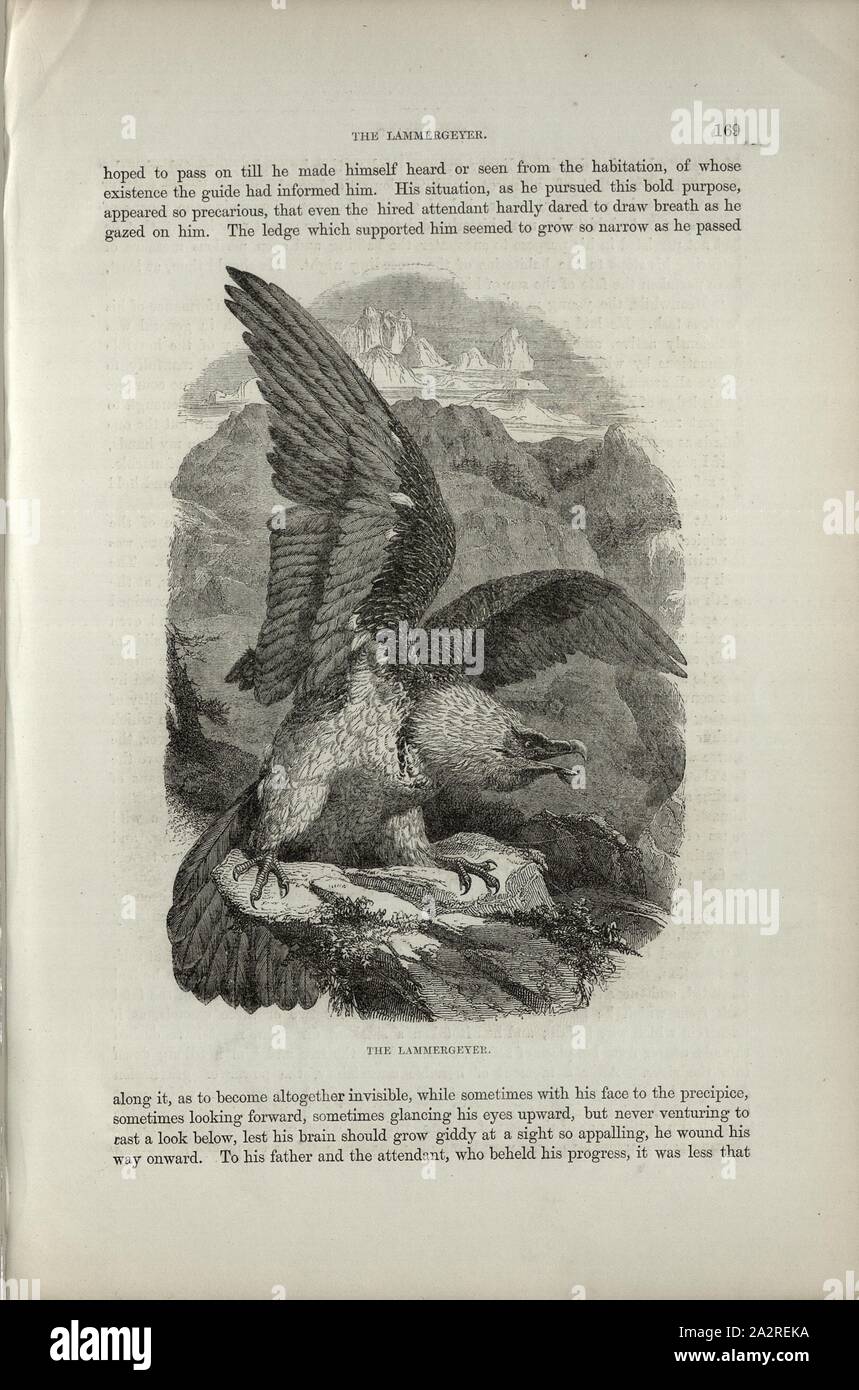 Il Lammergeyer, Lammergeier o il Gipeto, p. 169, Charles Williams, Alpi, Svizzera e nord Italia. Londra: Cassell, 1854 Foto Stock