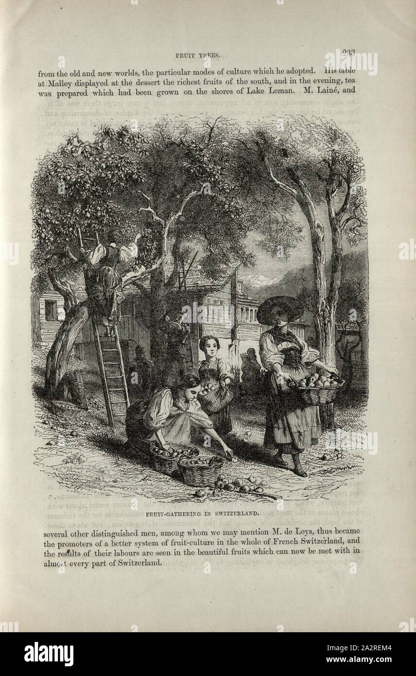 Frutta-raduno in Svizzera, alla raccolta dei frutti, p. 233, Charles Williams, Alpi, Svizzera e nord Italia. Londra: Cassell, 1854 Foto Stock