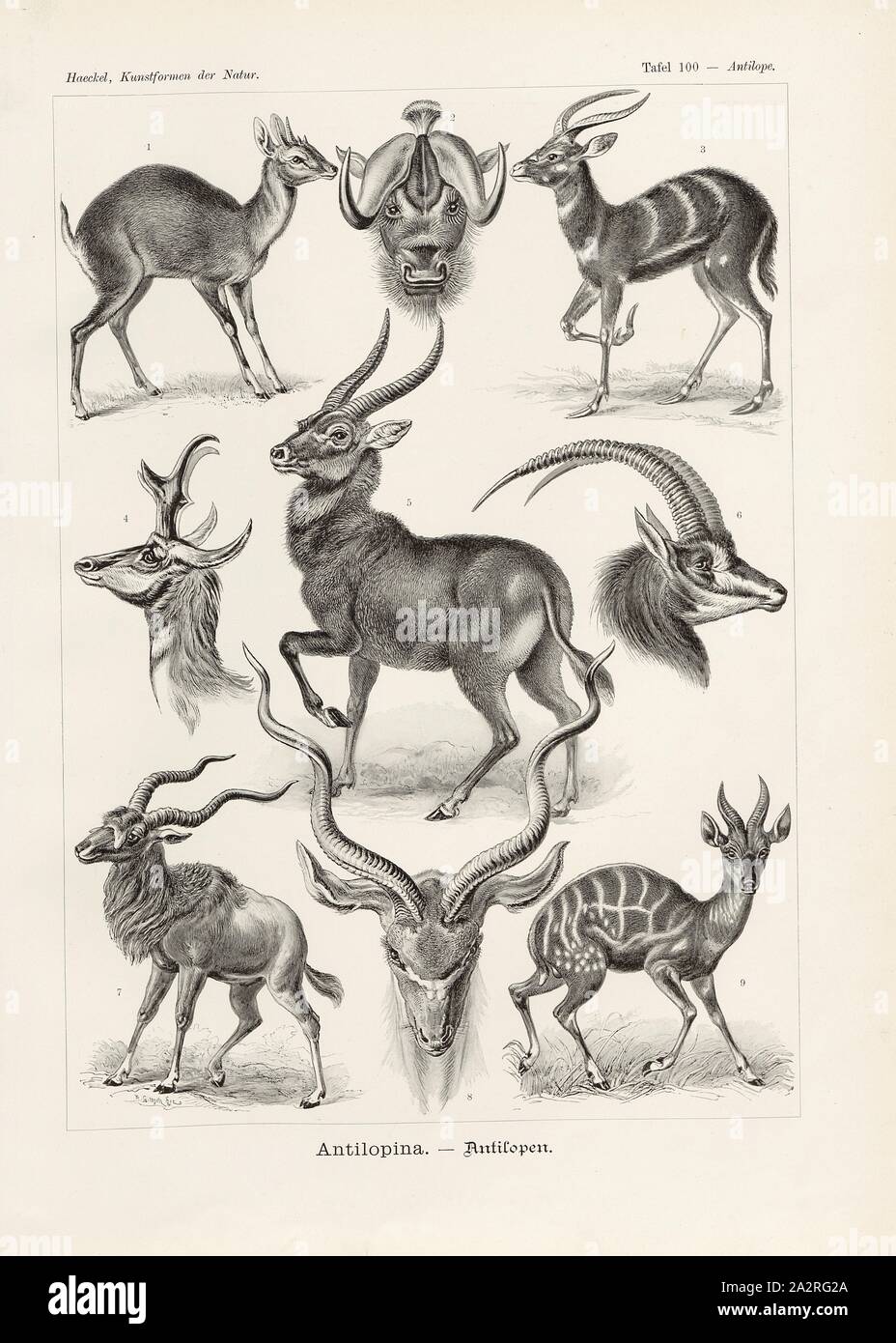 Antilope, Vertebrati, Antilopina antilopi, la piastra 100, Haeckel Ernst (CANC.); Giltsch, Adolf (lith.); Bibliographisches Institut (ed.), 1904, Ernst Haeckel: Kunstformen der Natur. Leipzig und Wien : Verlag des Bibliographischen Instituts, 1899-1904 Foto Stock