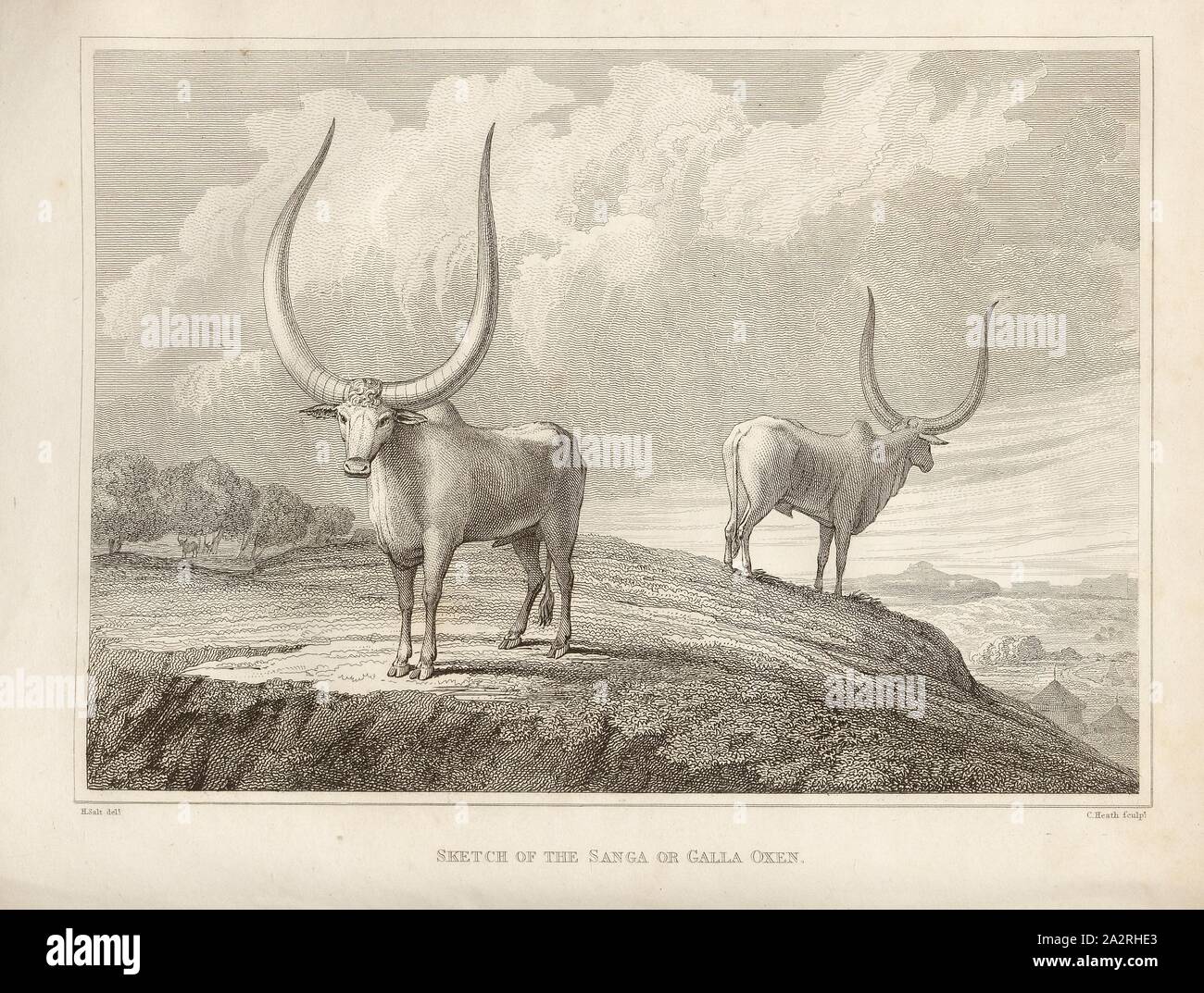 Schizzo della Sanga o Galla Buoi., illustrazione di due sangarians, un East African domestici di razza bovina, secondo p. 258, p. 306, sale, Henry (CANC.); Heath, C. (sculp.), 1814, Henry sale: un viaggio in Abissinia e viaggi all'interno di quel paese, eseguiti sotto gli ordini del governo britannico, negli anni 1809 e 1810: in cui sono inclusi, un conto dell'insediamento portoghese sulla costa orientale dell'Africa, ha visitato nel corso del viaggio: una concisa descrizione dei ritardi di eventi in Arabia Felix: e alcuni particolari rispettando gli aborigeni tribù africana, che si estende Foto Stock