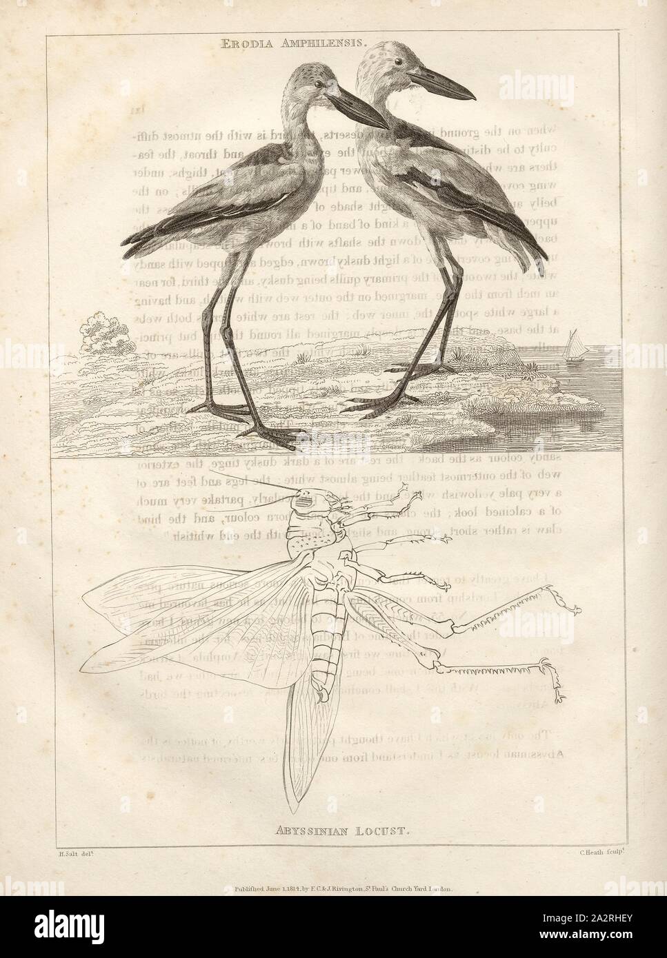 Erodia Amphilensis; abissino di locusta, illustrazione di due uccelli e schizzo di grasshopper, secondo LX, p. 647, sale, Henry (CANC.); Heath, C. (sculp.), 1814, Henry sale: un viaggio in Abissinia e viaggi all'interno di quel paese, eseguiti sotto gli ordini del governo britannico, negli anni 1809 e 1810: in cui sono inclusi, un conto dell'insediamento portoghese sulla costa orientale dell'Africa, ha visitato nel corso del viaggio: una concisa descrizione dei ritardi di eventi in Arabia Felix: e alcuni particolari rispettando gli aborigeni tribù africana, che si estende da Mosambique Foto Stock