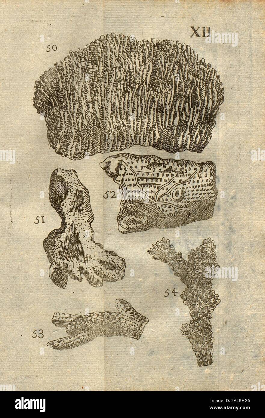 Vari tipi di funghi, madrepore, Reteporde, vari coralli, Classe I, Pl. XII., Fig. 50: Champignon Madrepore, Fig. 51: Retepore, Fig. 52: Coralloide reticulé, Fig. 53: Coralloide à écailles étoilées, Fig. 54: Coralloid un peu différent, Pl. XII, p. 312, 1778, Louis Bourget: Traité des pétrifications. Parigi: Jombert, 1778 Foto Stock