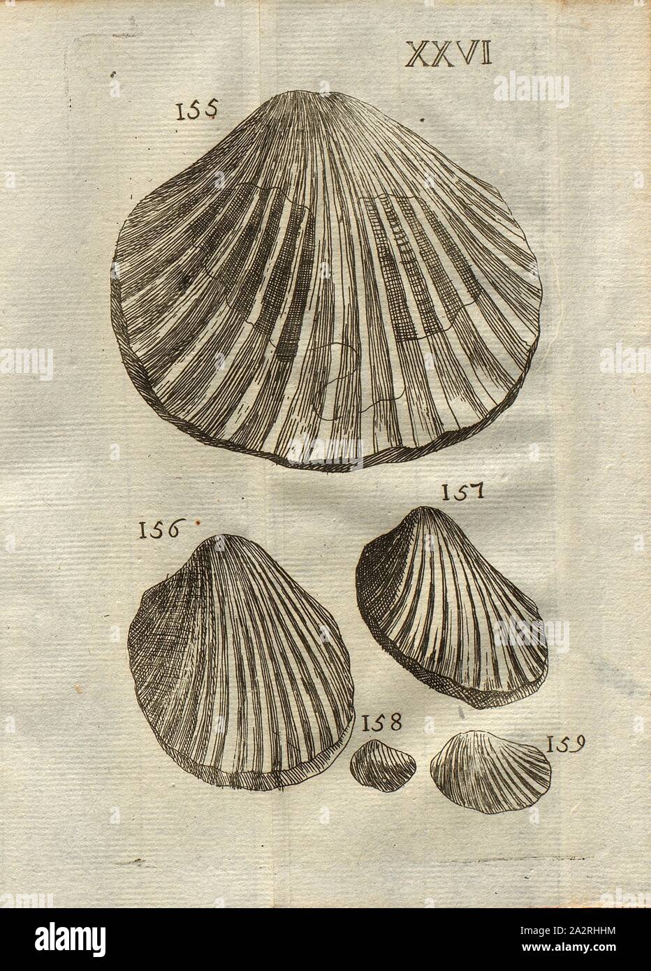 Vari tipi di conchiglie, capesante, Classe II, Pl. XXVI, Fig. 155: Grande coquille de Saint Jacques rayée, Fig. 156: différente Coquille, Fig. 157: Coquille romboidale, Fig. 158 & 159: Coquilles petites de différentes espèces, Pl. XXVI, p. 312, 1778, Louis Bourget: Traité des pétrifications. Parigi: Jombert, 1778 Foto Stock