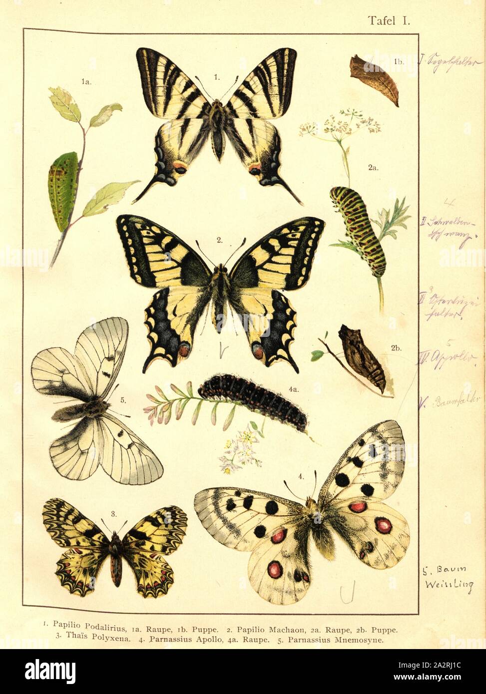Farfalle e bruchi e crisalidi in Europa centrale 1, Papilio Podalirius, Papilio Machaon, Thaïs Polissena, Parnassius apollo Parnassius Mnemosyne, la piastra I, dopo S. XIII, Deuchert, Heinrich (CANC. annuncio. nat.); Slocombe, A. (CANC. annuncio nat.), 1893, Max Korb; Heinrich Deuchert; A. Slocombe: Die Schmetterlinge Mittel-Europas: Darstellung und Beschreibung der mitteleuropäischen hauptsächlichen Schmetterlinge nebst Anleitung, dieselben zu fangen oder zu züchten und eine Sammlung anzulegen. Nürnberg: Theo. La Stroeser Kunstverlag, [1893 Foto Stock