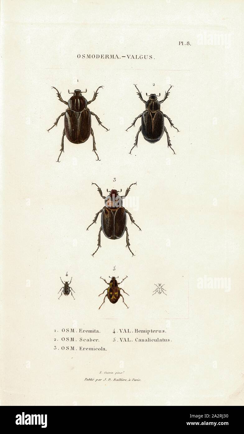 Osmoderma - Luce, coleotteri, Fig. 1-5: OSM., eremita, OSM., Scaber, OSM., Eremicola, VAL., Hemipterus, VAL., Canaliculatus, firmato: E. Guérin pinx, Publié par J. B. Baillière, Pl. 8, dopo p. 410, Guérin-Méneville, Félix-Édouard (pinx.); Baillière, Jean-Baptiste (ed.), 1833, H. scabrosi; A. Percheron: Monographie des cétoines et genres voisins, formante, dans les familles naturelles de Latreille, la division des scarabées mélitophiles. Parigi: Chez J.-B. Baillière, Libraire; même Maison; Londres, 1833 Foto Stock