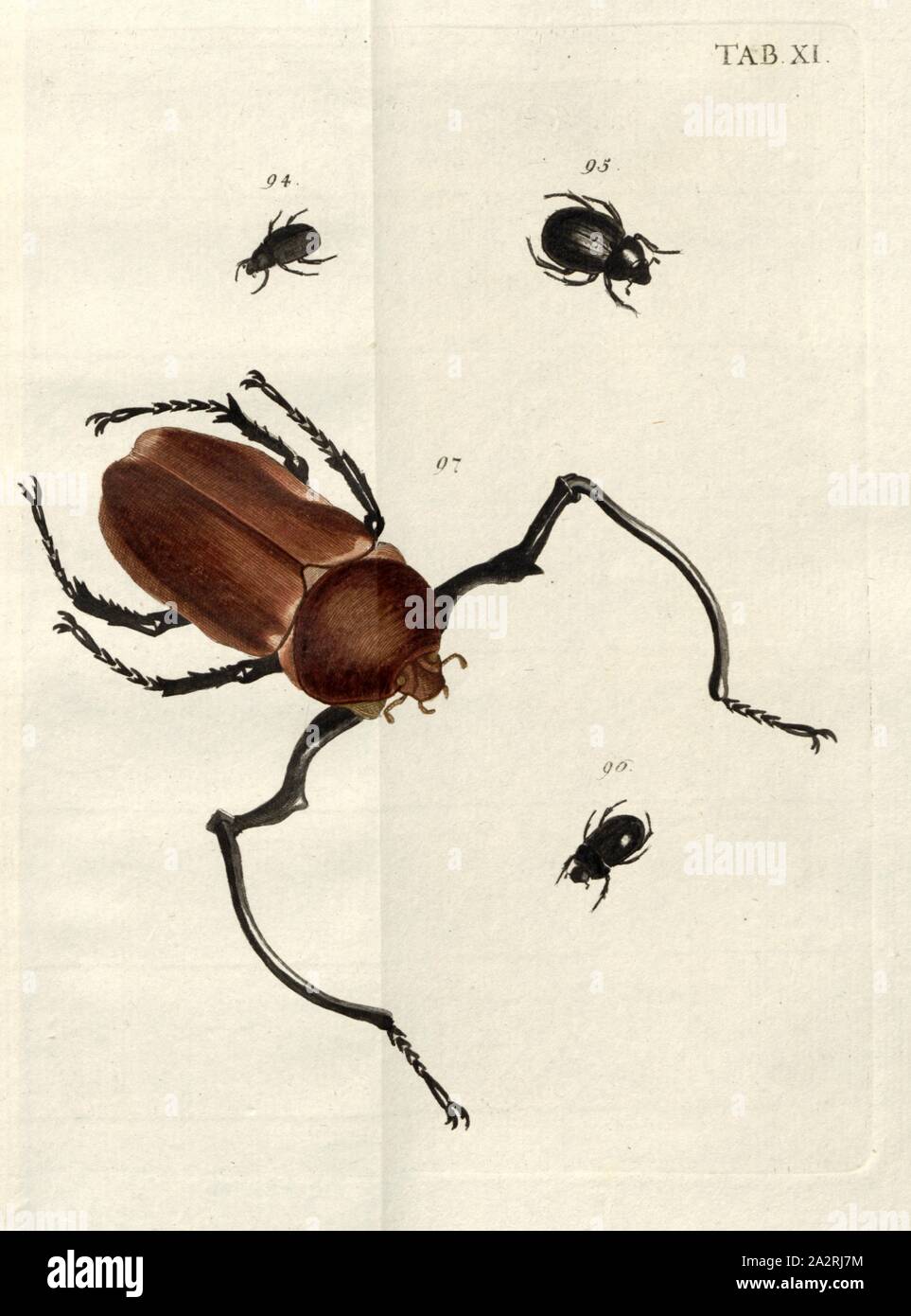 Il vostro Arboricolae Dendrocanthari. Laubkäfer 6, 94. Mauro, 95. Scarabaeoides Crispans, 96. Scarabaeoides, 97. Longimanus, firmato: Val Bischoff excudit, Tab. XI, dopo p. 103, Voet, Johannes Eusebio (CANC.); Bischoff, Valentin (ecc.), 1785, Johannes Eusebio Voet; Georg Wolfgang Franz Panzer: Johann Euseb Voets Beschreibungen und Abbildungen hartschaaligter Insecten: Coleoptera Linn. Nürnberg: in der Valentin Bischoffischen Kunst- und Buchhandlung, 1785-1798 Foto Stock