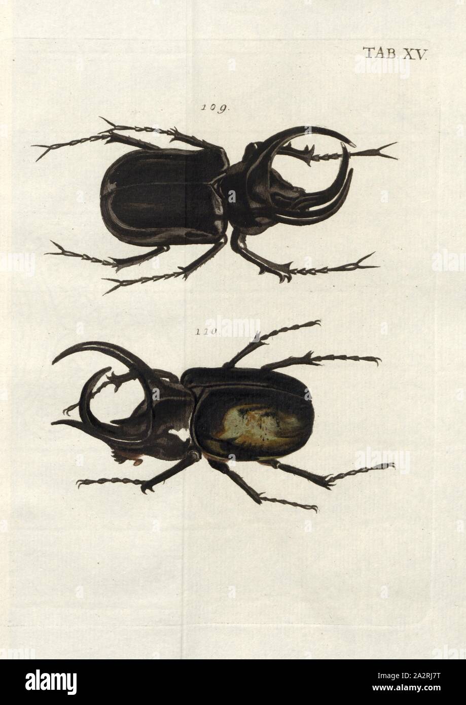 Terricolae. Erdwühler 4, 109. Taurus Volans, 110. Taurus Volans Coruscans, firmato: Val Bischoff excudit, Tab. XV, dopo p. 103, Voet, Johannes Eusebio (CANC.); Bischoff, Valentin (ecc.), 1785, Johannes Eusebio Voet; Georg Wolfgang Franz Panzer: Johann Euseb Voets Beschreibungen und Abbildungen hartschaaligter Insecten: Coleoptera Linn. Nürnberg: in der Valentin Bischoffischen Kunst- und Buchhandlung, 1785-1798 Foto Stock
