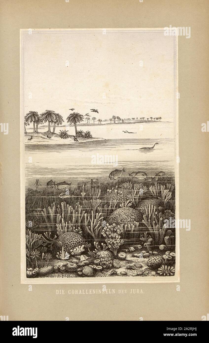 Le isole coralline del Giura, illustrazione di formazioni coralline al Giurassico, p. 138, Buri (sc.); Jeker (sc.), 1883, Oswald Heer: Die Urwelt der Schweiz. Zurigo: Schulthess, 1883 Foto Stock