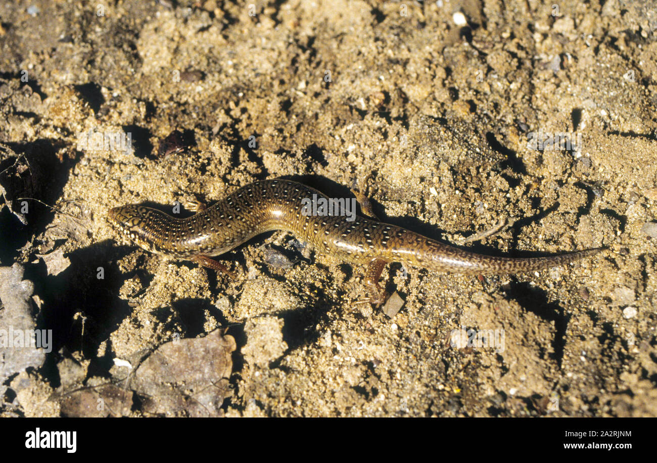 Eyed Skink - Chalcides ocellatus -נחושית עינונית Foto Stock