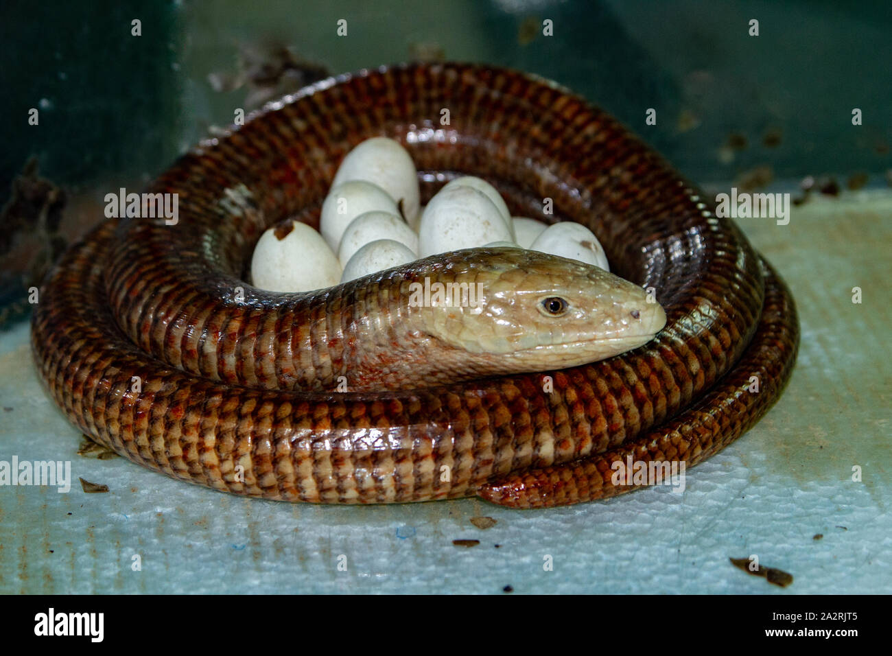 Una femmina mantiene le sue uova Pallas di vetro della lucertola (Pseudopus apodus) Foto Stock