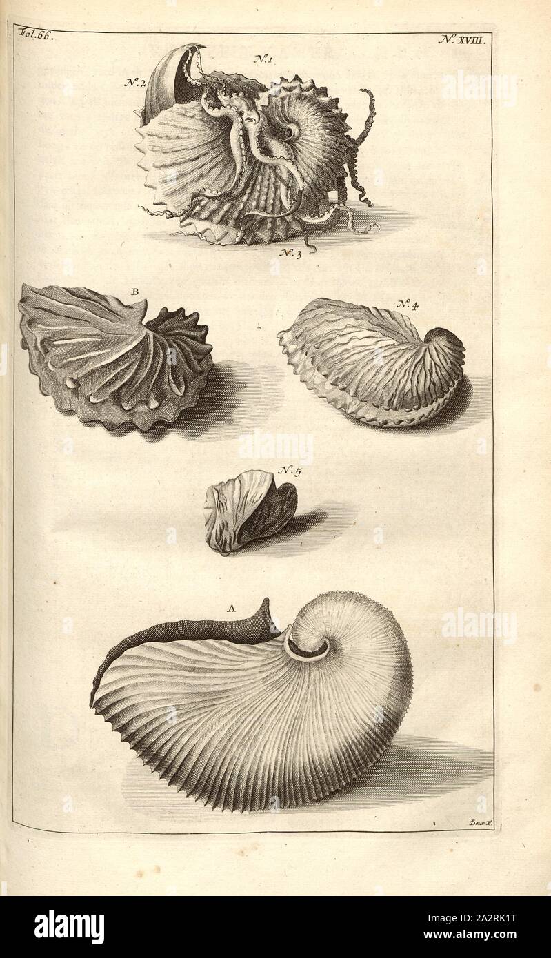 Nautilus, illustrazione di vari xviii secolo paracarri, firmato: Deur F, N °., XVIII, S. 139, Deur, F., 1705, Georg Eberhard Rumpf: D' Amboinsche Rariteitkamer: behelzende eene Beschryvinge van allerhande zoo weeke als harde Schaalvisschen, te weeten raare Krabben, Kreeften en diergelyke Zeedieren als mede allerhande Hoorntjes en Schulpen, muoiono di uomini in d'Amboinsche Zee vindt: daar beneven zommige Mineraalen, Gesteenten, en soorten van Aarde, muoiono in d'Amboinsche, en zommige omleggende Eilanden gevonden worden [...]. Het tweede boek. T'Amsterdam: gedrukt da François Halma, 1705 Foto Stock