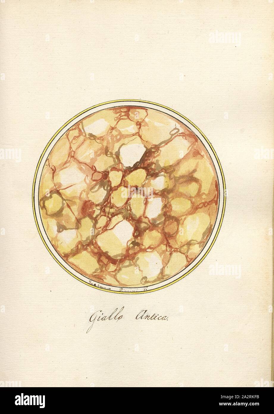 Giallo antico, la sezione trasversale di una parete di roccia, firmato: Gaetano Piccini F, Fig. 45, p. 97, Piccini, Gaetano (fec.), Gaetano Piccini: [Breccia antica]. [Rom]: [s.n.], [17 Foto Stock