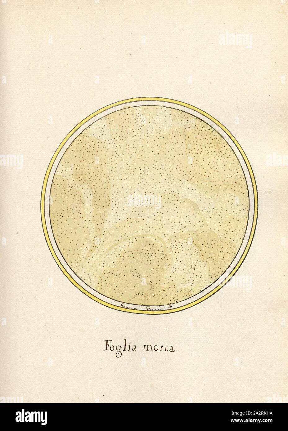 Foglia morta, la sezione trasversale di una parete di roccia, firmato: Gaetano Piccini F, Fig. 97, p. 201, Piccini, Gaetano (fec.), Gaetano Piccini: [Breccia antica]. [Rom]: [s.n.], [17 Foto Stock