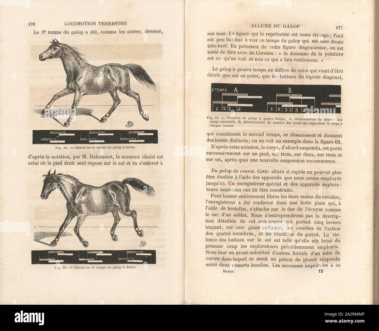 Cavallo al 2. tempo di galoppo destro e cavallo a 3. tempo di galoppo destro, Cavallo al galoppo, firmato: D, Fig. 60 u., 61, p. 176, Dubousset (fec.), 1873, E. J. Marey: La macchina animale: locomozione terrestre et aérienne. Parigi: Baillière, 1873 Foto Stock