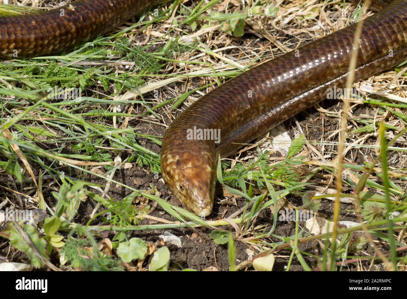 Pallas di vetro della lucertola (Pseudopus apodus) Foto Stock