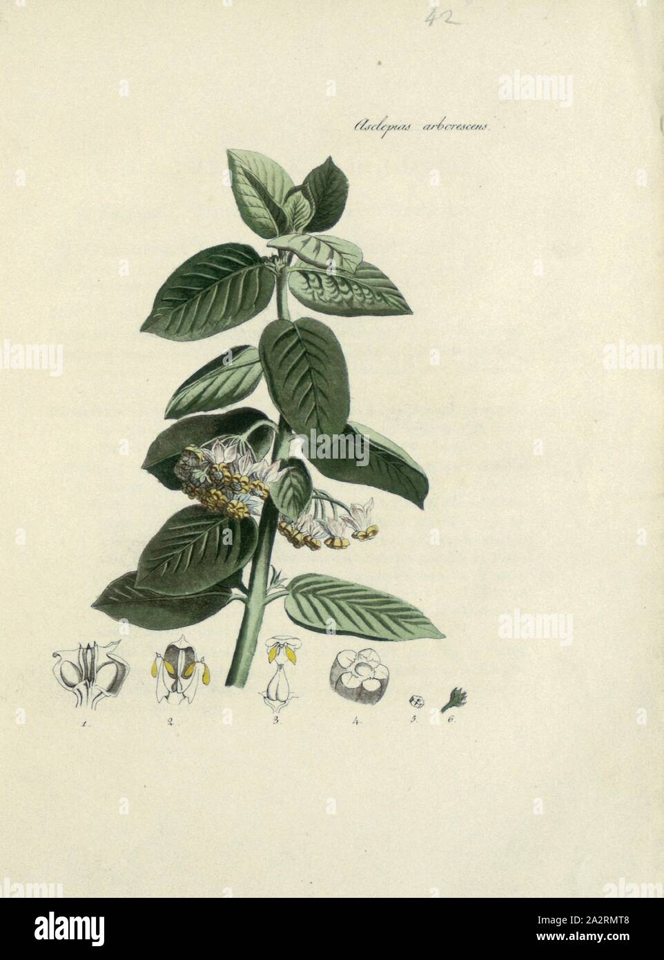 Asclepias arborescens, TREE-come aesculapia, TAF. 11, dopo p. 42, 1796, [Joseph Philippe de Clairville, Johann Rudolf Schellenberg]: Auswahl von Pflanzen und Gesträuchen: mit einer Anleitung zu ihrer Wartung / den Liebhabern der Pflanzenkunde Gartenfreunden und zur Bildung ihres Geschmacks gewidmet Auswahl von Pflanzen und Gesträuchen: mit einer Anleitung zu ihrer Wartung / den Liebhabern der Pflanzenkunde Gartenfreunden und zur Bildung ihres Geschmacks gewidmet = Raccolta choisie de Plantes et arbustes: avec onu abrege de leur cultura: ouvrage dédié aux amateurs et propre à éclairer leur Foto Stock