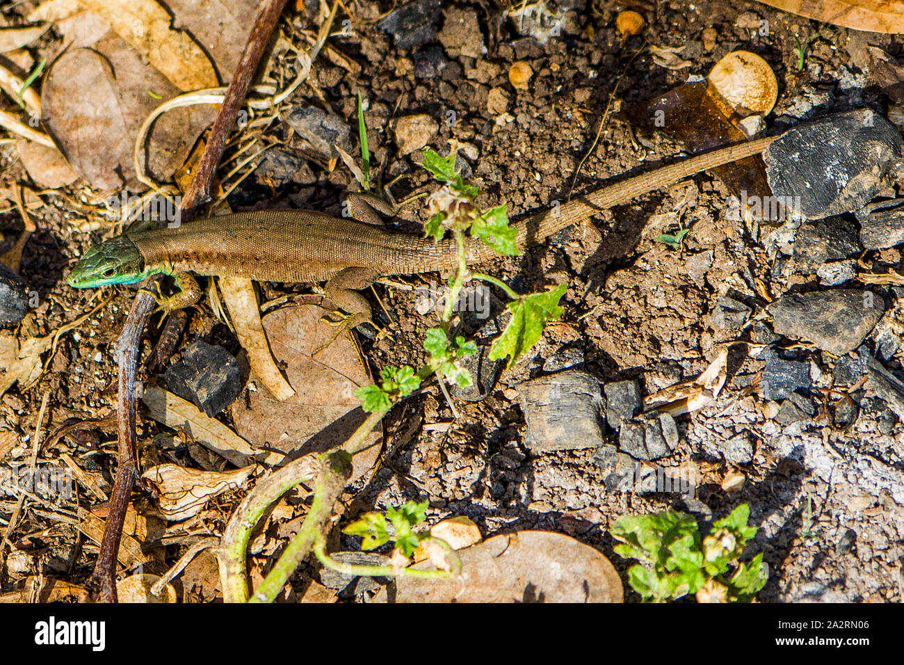 Il Libano Lizard, Phoenicolacerta laevis -לטאה זריזה Foto Stock