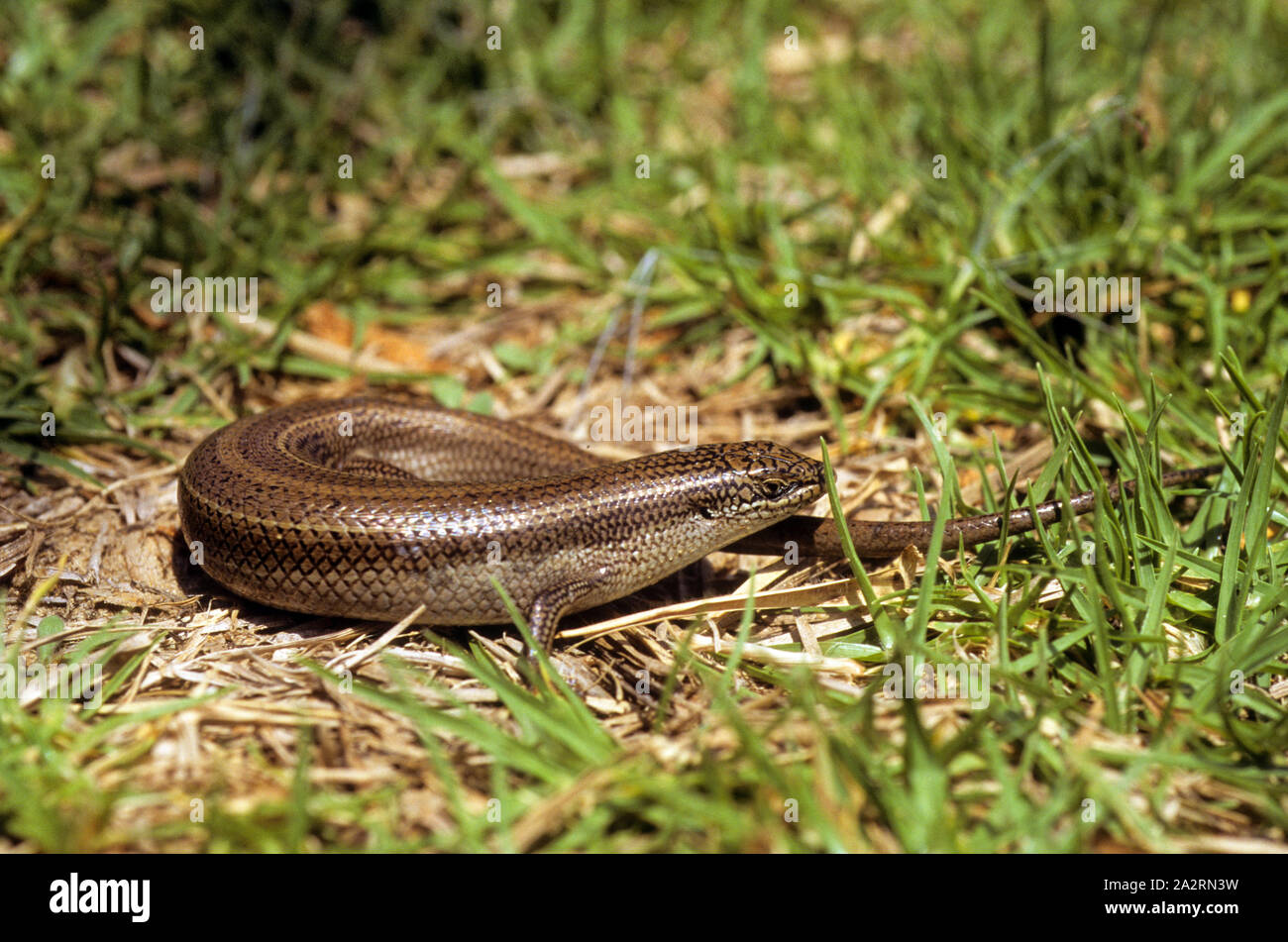 Imbrigliato (Mabuya vittata Trachylepis) חומט פסים Foto Stock