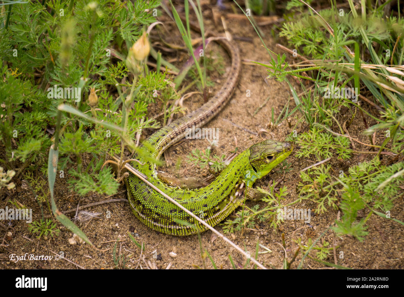 Il Libano Lizard, Phoenicolacerta laevis -לטאה זריזה Foto Stock