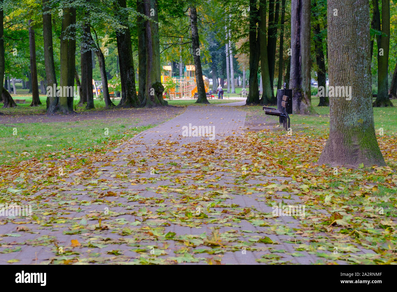 Il percorso di asfalto è disseminata di foglie cadute nel parco della città in autunno. Autunno in città. Foto Stock