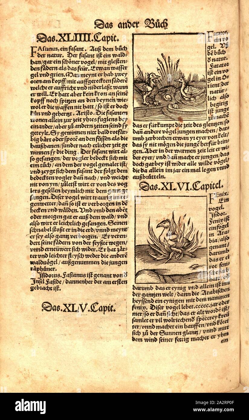 Fatator, Fenix, animali, uccelli, Phoenix, Fig. 101, FOL. LVIIIv, Apiarius, Mathias (imp.), 1536 [Hortus Sanitatis oder Garth der Gesundtheyt: von den vier Geschlechten als loro, Vögel, Vischen und edlem Gesteyn]. [Gedruckt und volendet zu Strassburg]: [durch Mathiam Apiarium], [1536 Foto Stock